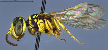 Media type: image;   Entomology 13756 Aspect: habitus lateral view